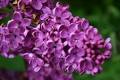 Du lilas