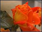 Des roses