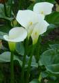 Des arums