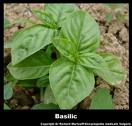 LE BASILIC