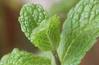 LES FEUILLES DE MENTHE