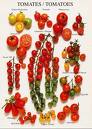 LES FEUILLES DE TOMATE