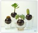 Plantes